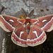 Ceanothus Silk Moth - Photo (c) Sam, some rights reserved (CC BY-NC), uploaded by Sam