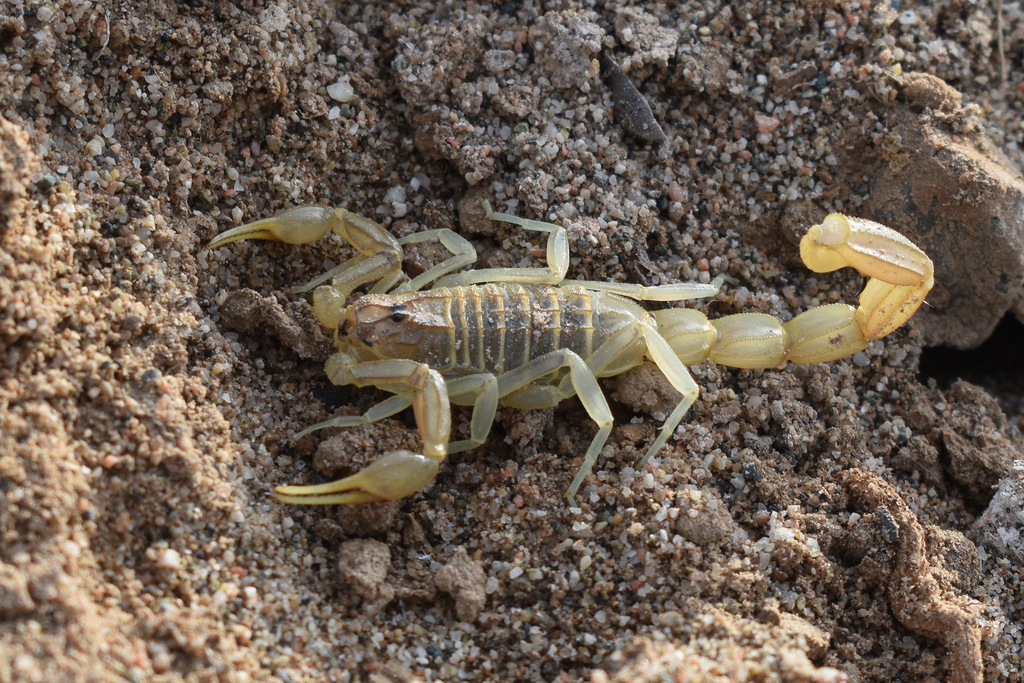 Olivierus elenae