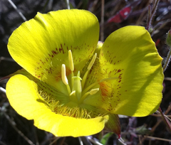 Calochortus luteus