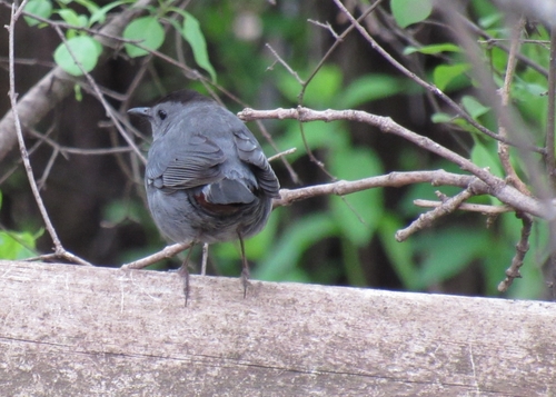 Gray Catbird photographed in Iowa