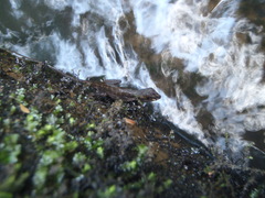 Anolis oxylophus