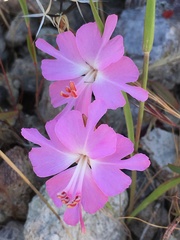 Clarkia breweri