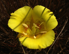 Calochortus luteus
