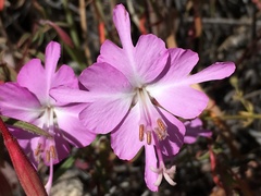 Clarkia breweri