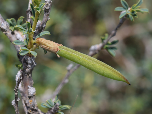 Caragana grandiflora, photograph 6