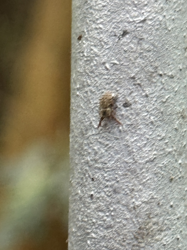 Anthonomus from Lung Fu Shan Country Park, Pok Fu Lam, Hong Kong Island ...