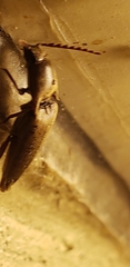 Diplostethus carolinensis