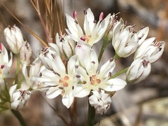 Allium lacunosum micranthum