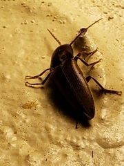 Diplostethus carolinensis