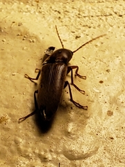 Diplostethus carolinensis