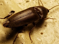 Diplostethus carolinensis