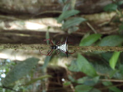 Micrathena schreibersi