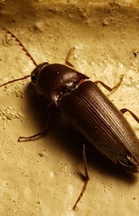 Diplostethus carolinensis