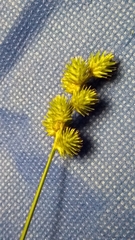 Carex tribuloides
