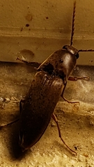 Diplostethus carolinensis