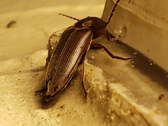 Diplostethus carolinensis