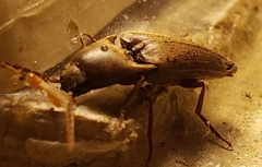 Diplostethus carolinensis