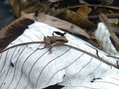 Pristimantis thectopternus