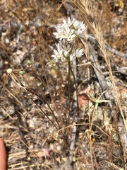 Allium lacunosum micranthum