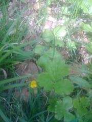 Waldsteinia fragarioides