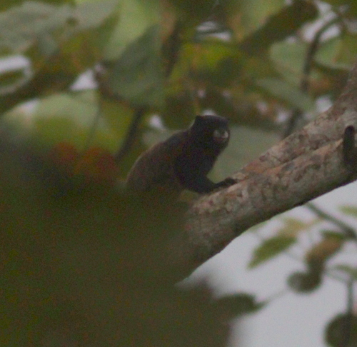 Black-mantled Tamarin