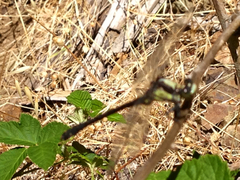 Octogomphus specularis