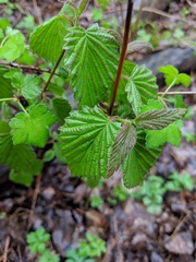 Viburnum rafinesqueanum