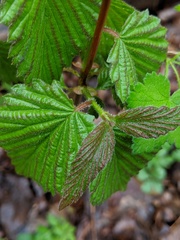 Viburnum rafinesqueanum