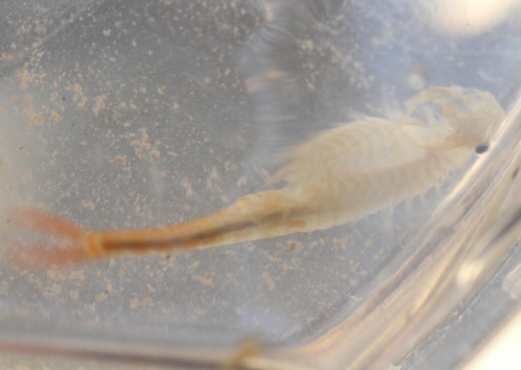 Branchipus schaefferi