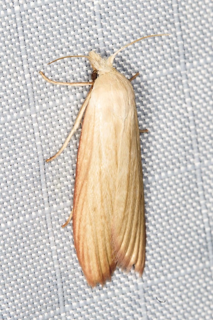 Mampava