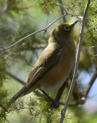 Zosterops pallidus