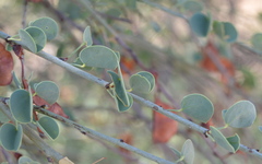 Adenolobus garipensis