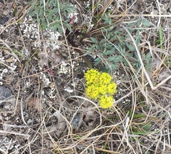 Lomatium cous