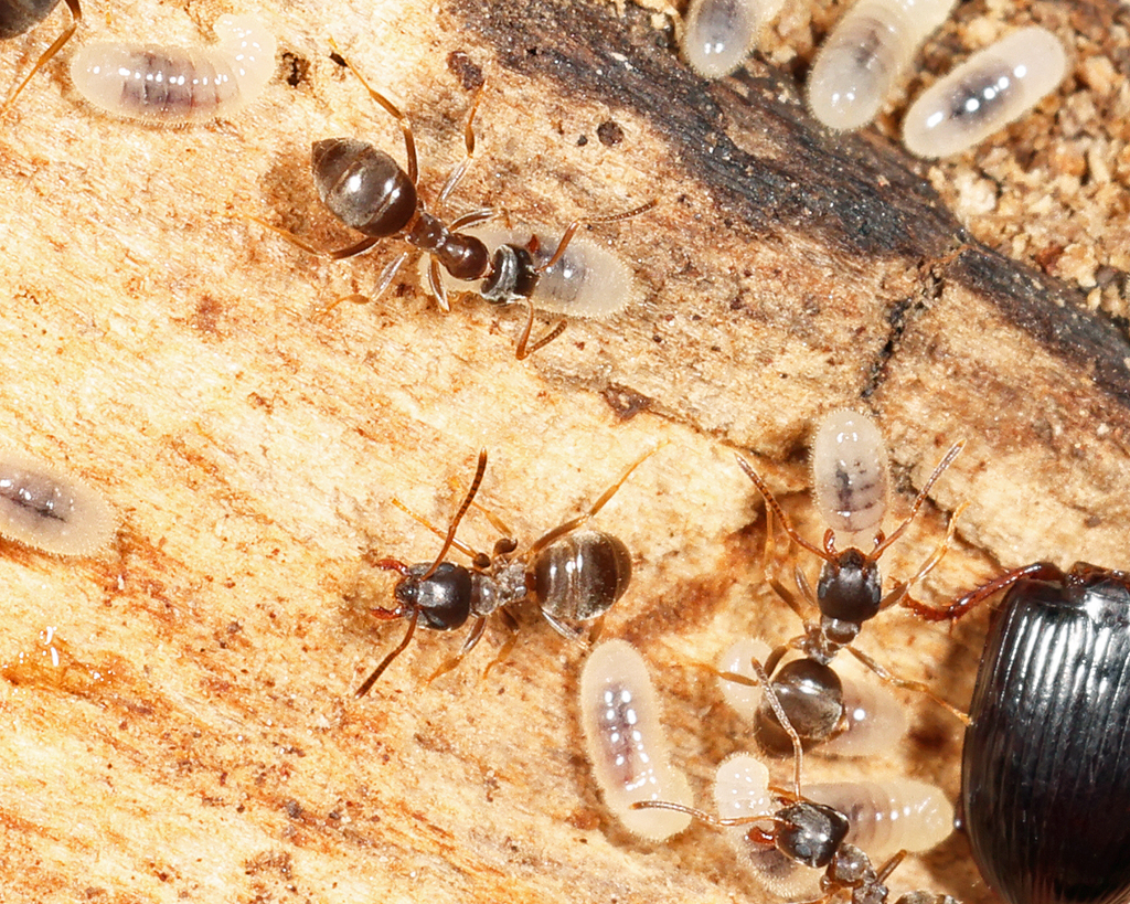 Woodland Fuzzy Ant from Sugar Creek Rd, West Virginia 25812, USA on May ...