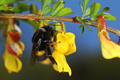 Bombus ganjsuensis