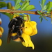 Bombus ganjsuensis - Photo (c) Home Mountain, some rights reserved (CC BY-NC), uploaded by Home Mountain