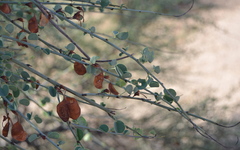 Adenolobus garipensis