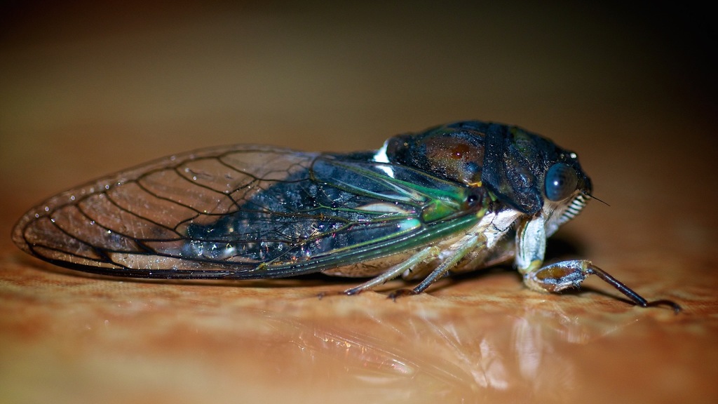 Similar Dog-day Cicada