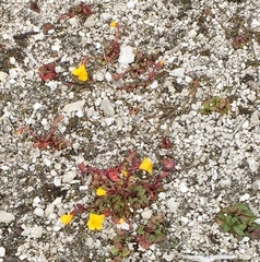 Erythranthe thermalis