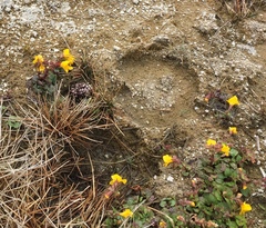 Erythranthe thermalis