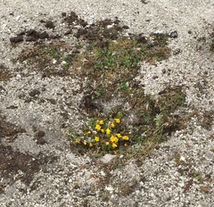 Erythranthe thermalis