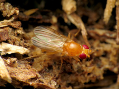 Sobarocephala flaviseta