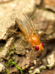 Sobarocephala flaviseta