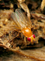 Sobarocephala flaviseta