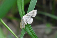 Scopula umbilicata