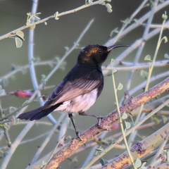 Cinnyris fuscus fuscus