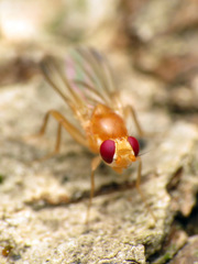 Sobarocephala flaviseta