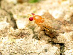 Sobarocephala flaviseta