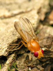 Sobarocephala flaviseta