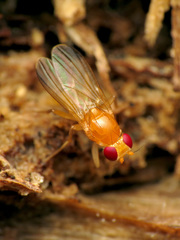 Sobarocephala flaviseta
